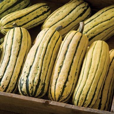 Curcurbits - gardenalchemystore