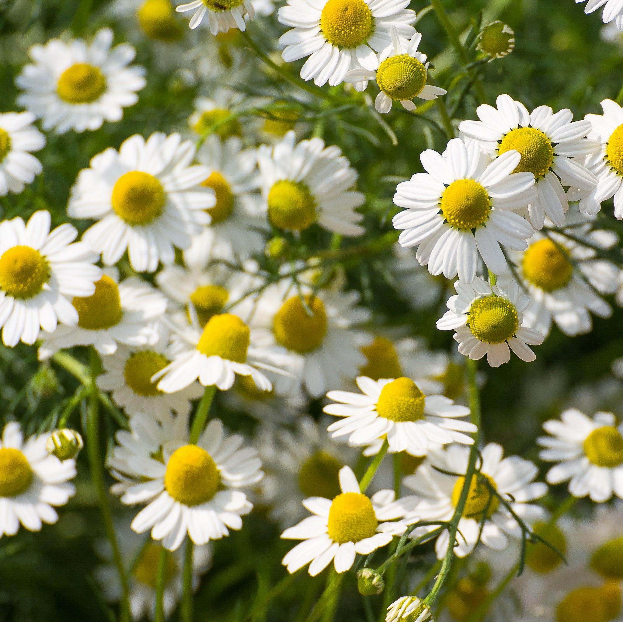Flowers - gardenalchemystore