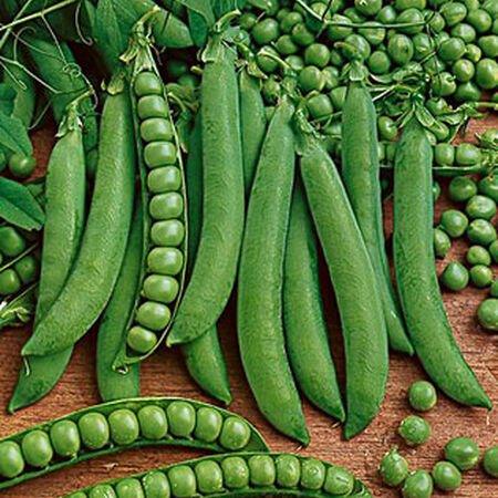 Legumes – Garden Alchemy Seeds and More