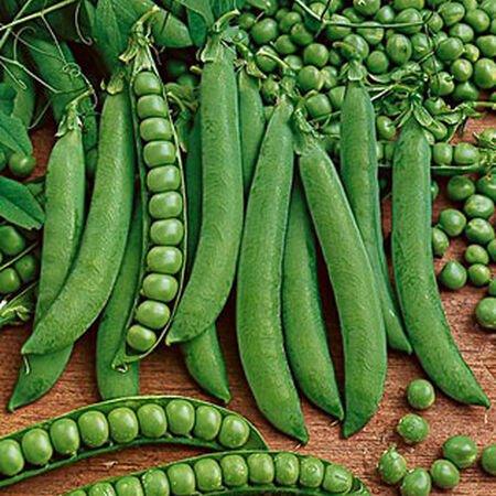 Legumes - gardenalchemystore
