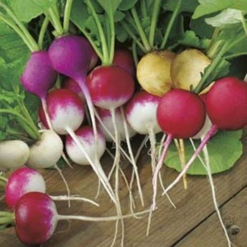 Radish