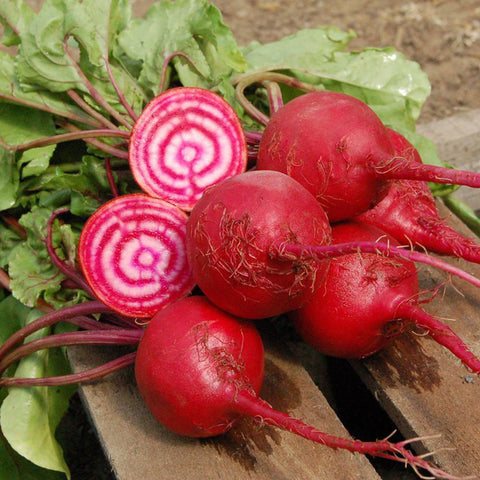 chioggia beet candycane beet bullseye beet