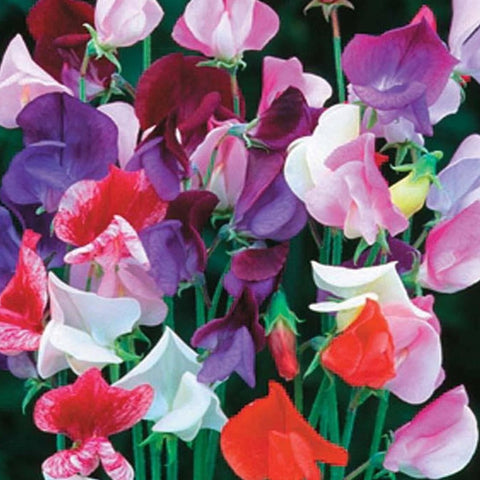 Sweet Peas, Elegance Formula Mix Seeds | Garden Alchemy Seeds and More