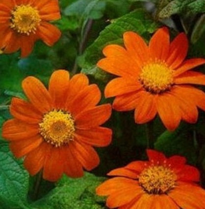 Goldfinger Tithonia (Mexican Sunflower) Seed | Garden Alchemy Seeds and More