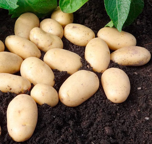 garden seed potatoes Jazzy Seed Potatoes