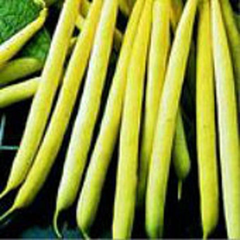 kentucky wonder yellow pole bean
