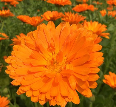 Alpha Organic Calendula Seed | Garden Alchemy Seeds and More