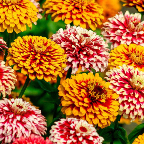 zinnia salsinado bi colour mix