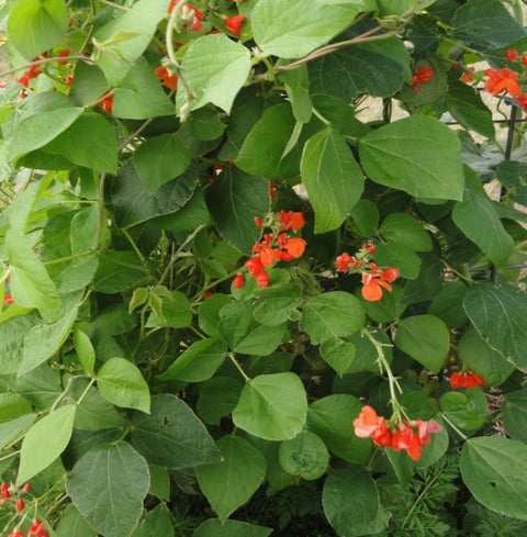 scarlet runner ornamental pole bean