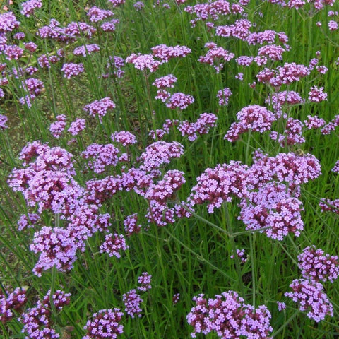 Verbena Bonariensis Flower Seed | Garden Alchemy Seeds and More