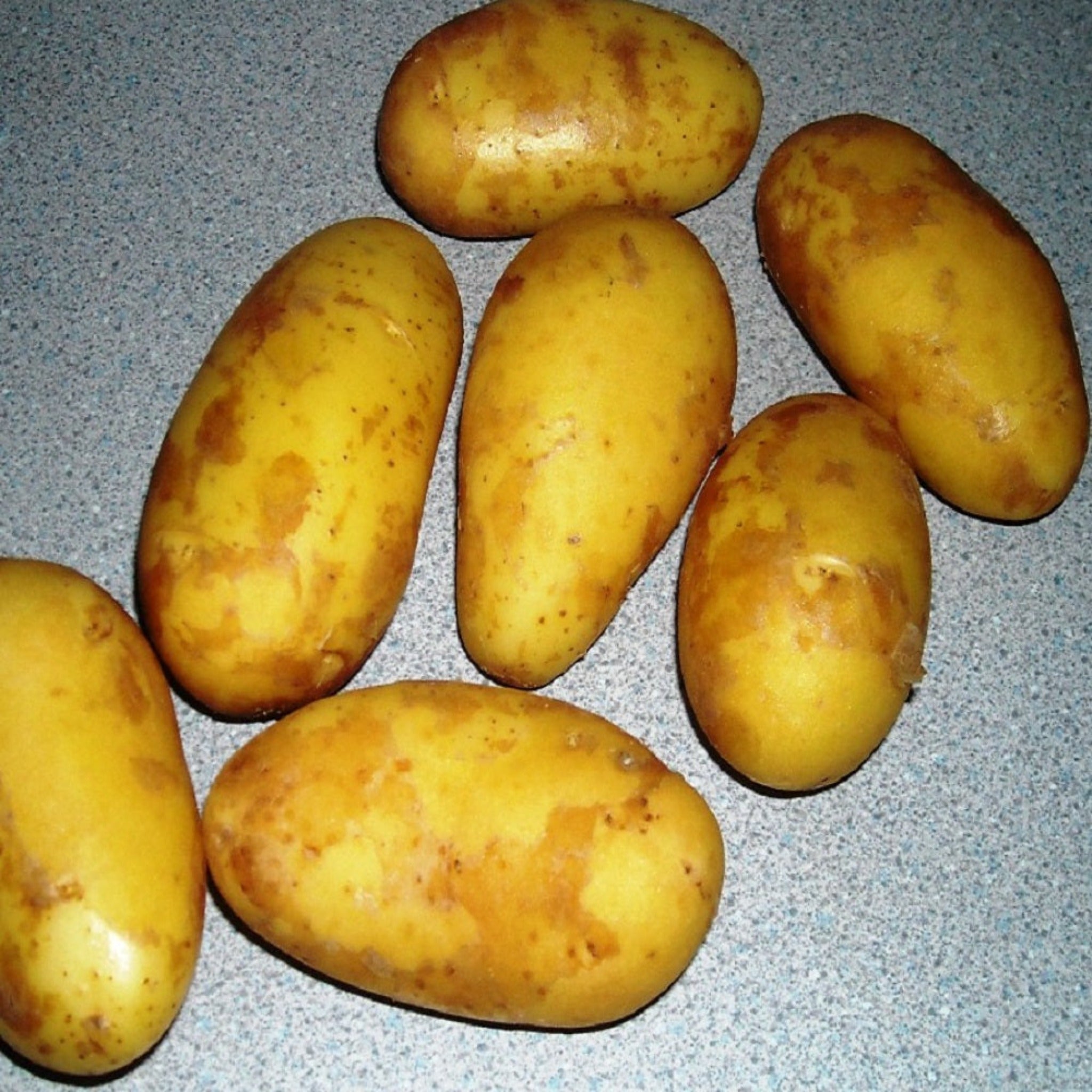 Annabelle Potato Seed - Ontario, Heirloom Early Seed Potatoes