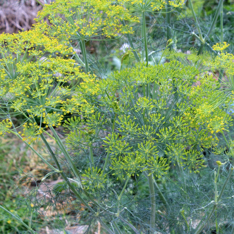 Bouquet Dill - Open Pollinated , Organic Seeds