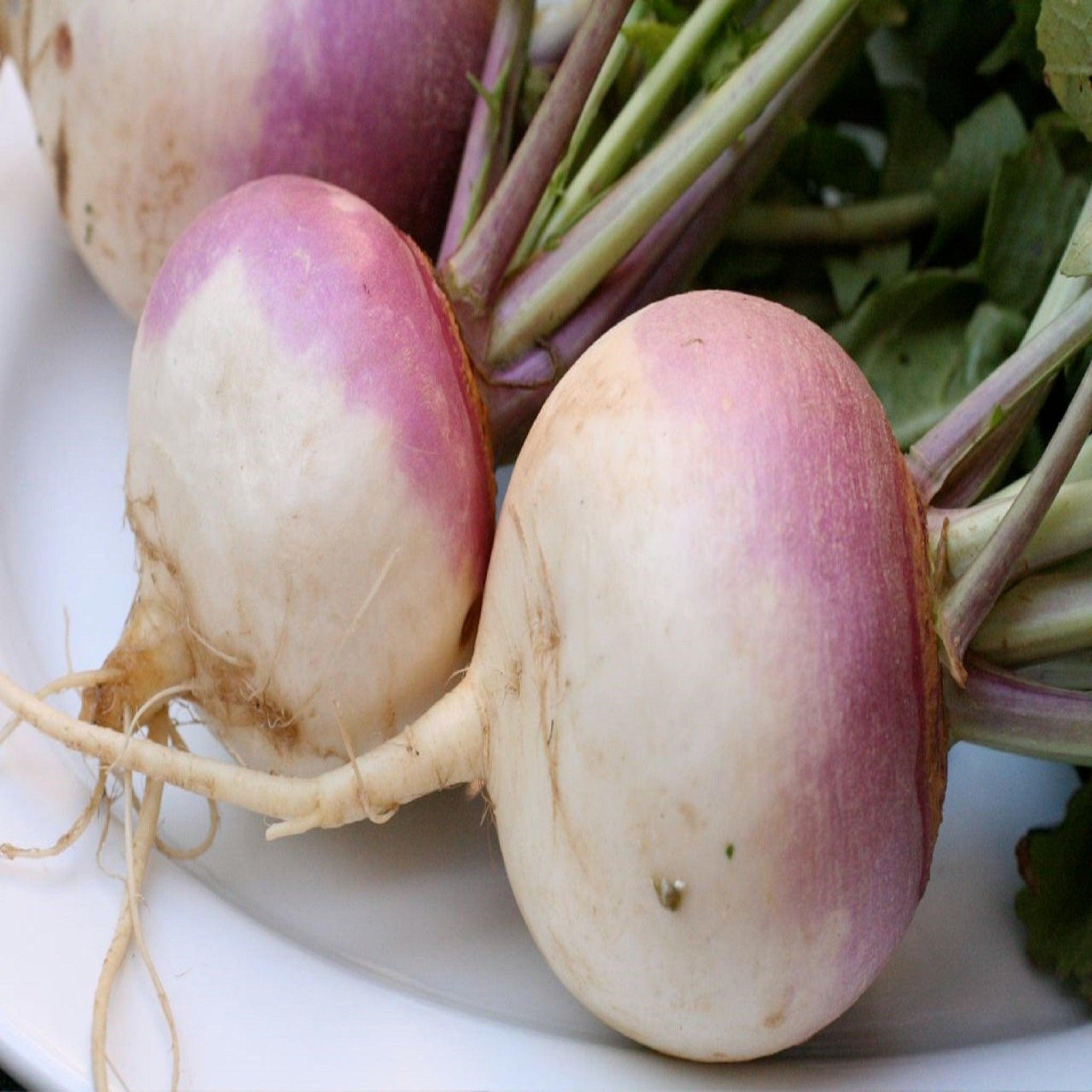 Purple Top Turnips -Open Pollinated, Heirloom Seeds