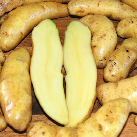 Austrian Crescent Non-GMO Yellow Fingerling Seed Potatoes