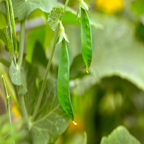 Avalanche Snow Pea - Open Pollinated, Non-GMO Seed