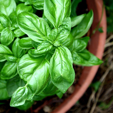 Sweet Basil - Organic Seeds