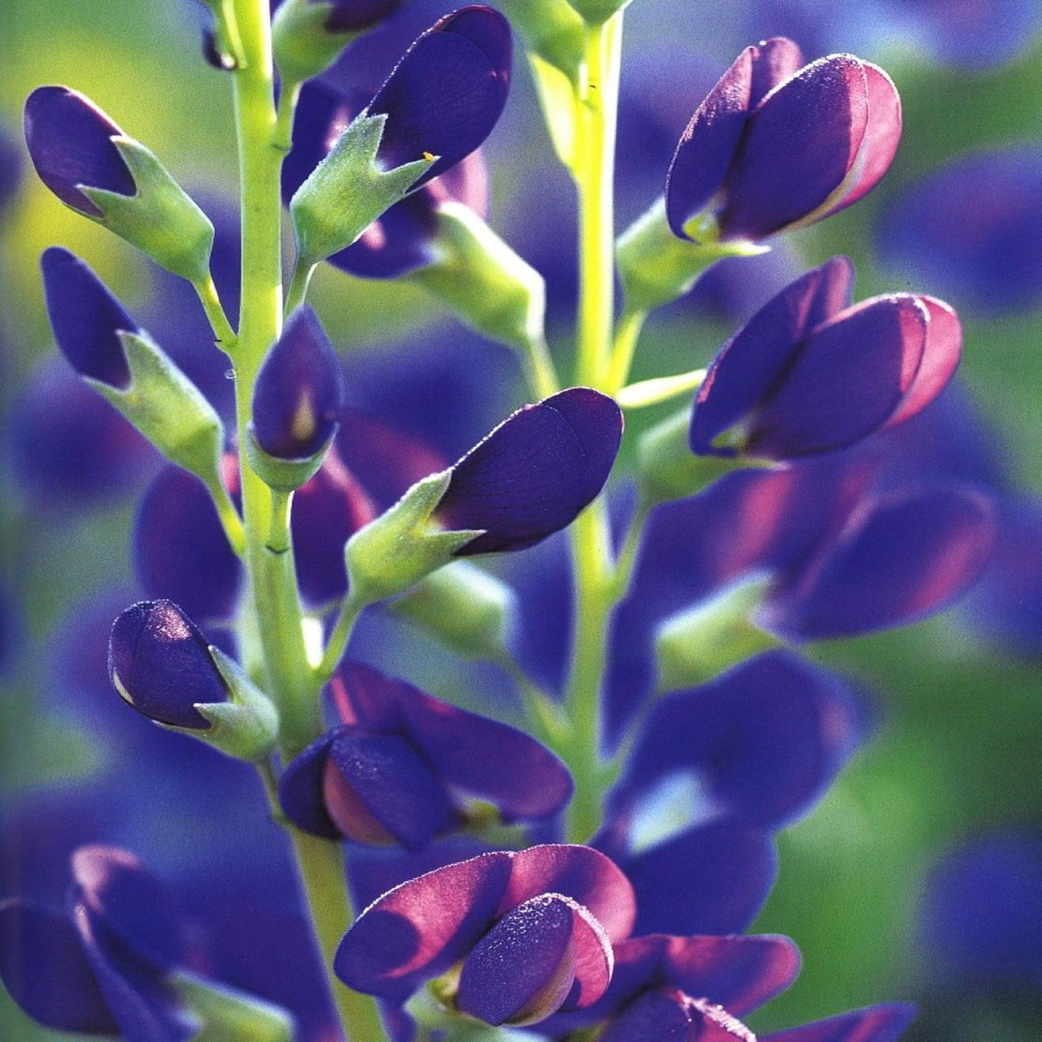 Blue False Indigo / Baptisia australis - Native Seeds