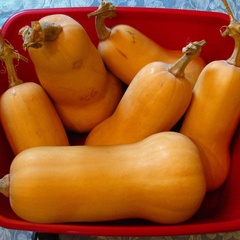 Butternut Squash- Organic, Hybrid Seeds