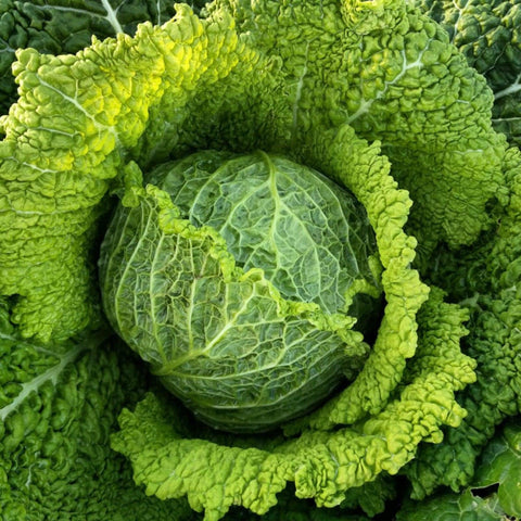 Savoy Chieftain Cabbage - Heirloom, Open Pollinated, Non-GMO Seeds