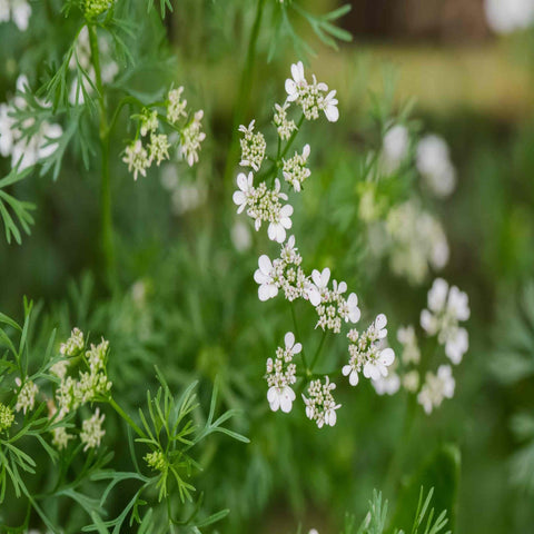 Cilantro-Coriander - Heirloom, GMO-Free Seeds