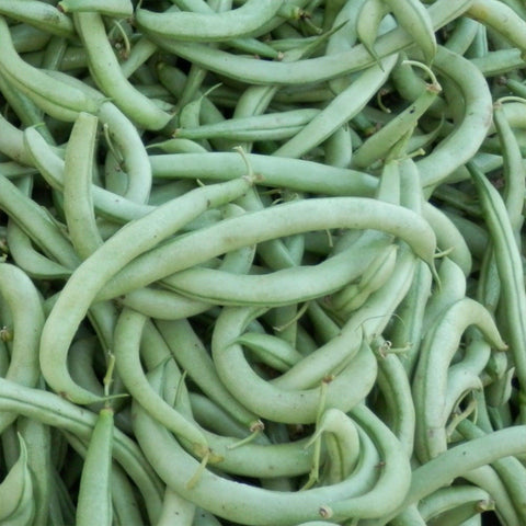 Contender Bush Bean - Heirloom, Non GMO Seeds