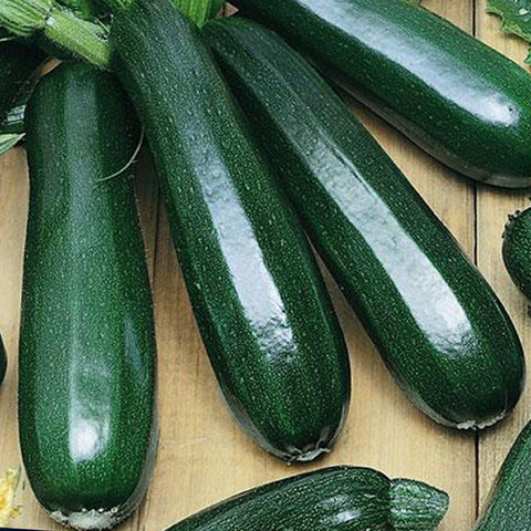 Dark Green Zucchini - Open Pollinated, Non-GMO Seeds