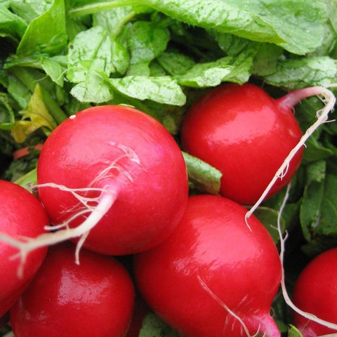 Early Scarlet Globe Radish- Heirloom, Non GMO Seeds