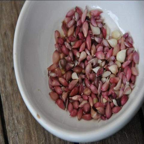 Music Garlic Bulbils- Organic Seed