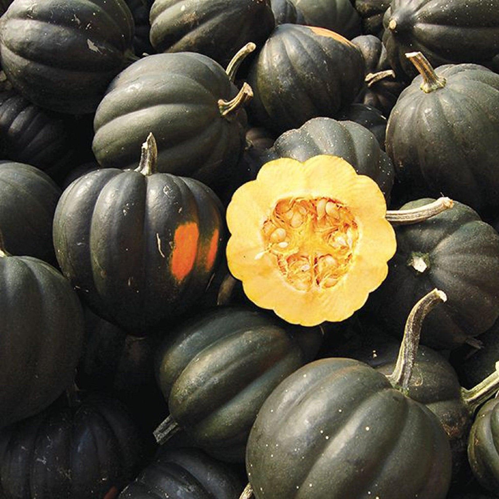 Honey Bear F1 Squash- Hybrid Seeds