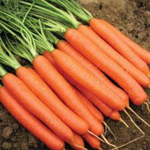 Nantes Organic Carrot- Heirloom, Non GMO Seeds