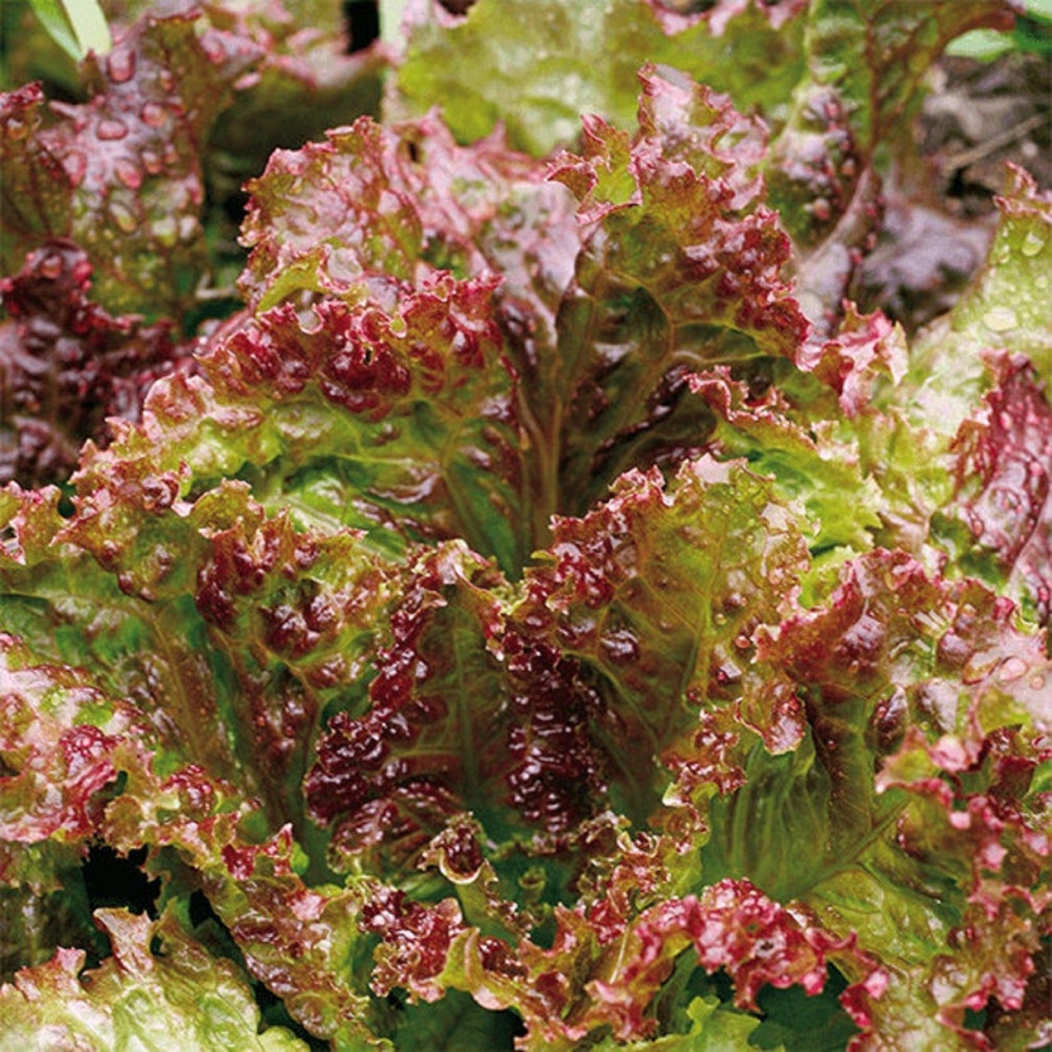 New Red Fire Lettuce- Heirloom Seeds – Garden Alchemy Seeds and More