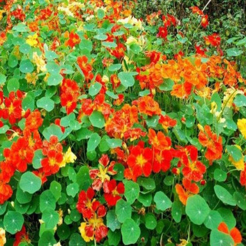 Out of Africa Nasturtium - Heirloom, Open Pollinated Seeds