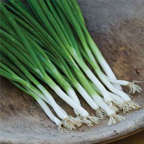 Organic bunching parade onion