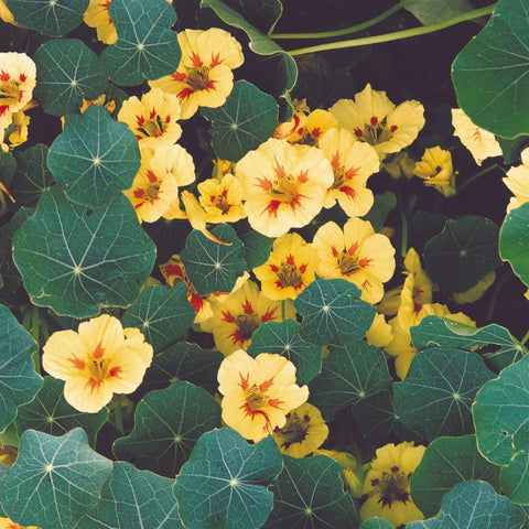 Peach Melba Nasturtium -Open Pollinated Seeds