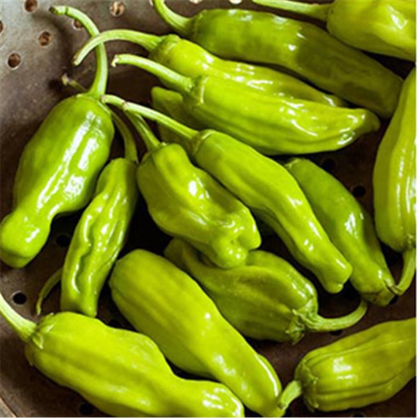 Golden Greek Pepperoncini - Heirloom Seeds