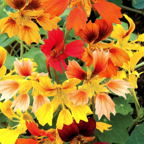 Phoenix Nasturtium - Open Pollinated Seeds