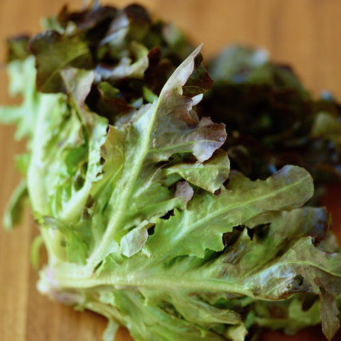 Red Oakleaf Lettuce - Open Pollinated, Non-Gmo Seeds