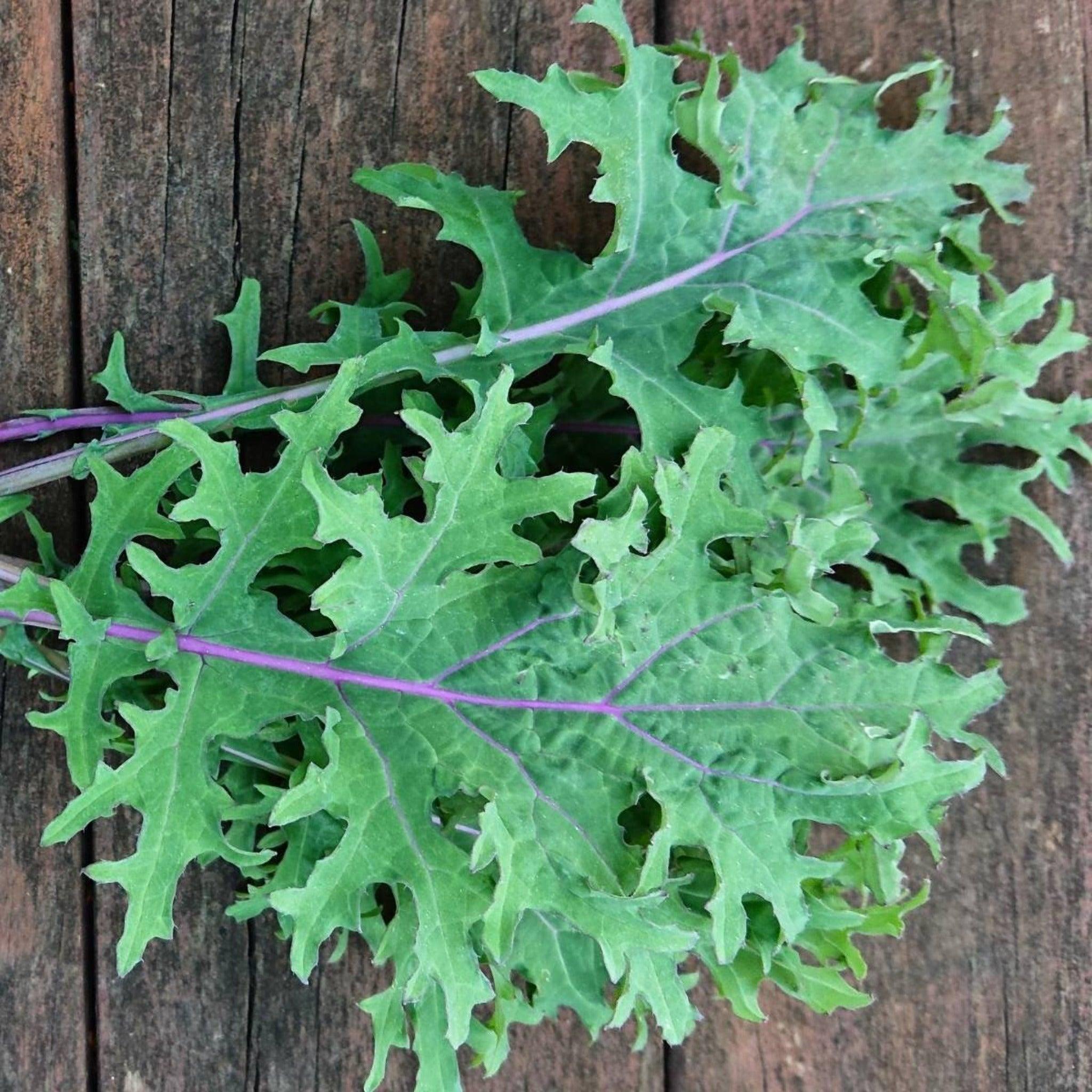 Red Russian Kale - Organic, Heirloom, Non-Gmo Seeds
