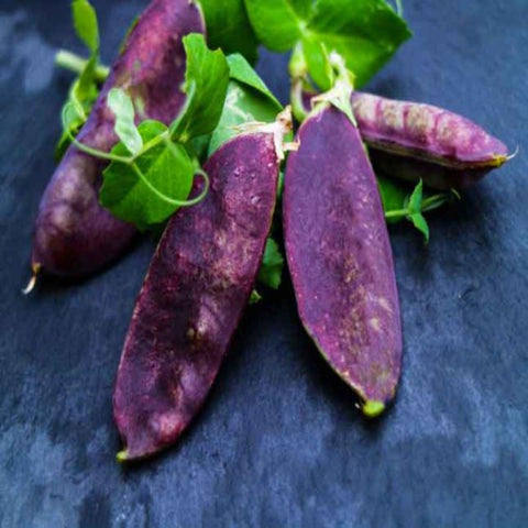 Royal Snow Pea- Open Pollinated Seed