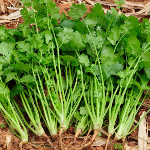 Santo Cilantro - Organic, Open Pollinated Seeds