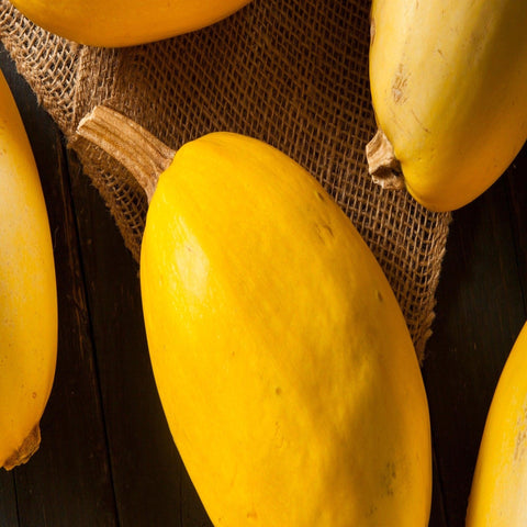 Spaghetti Squash -Open Pollinated Seeds