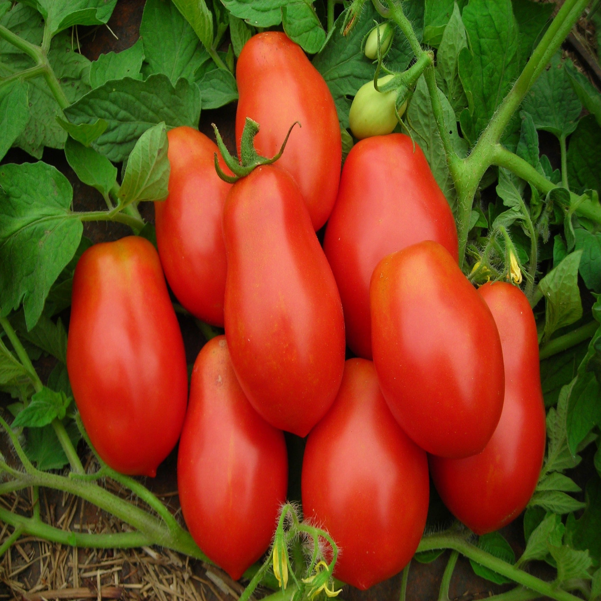 Roma VF Tomato-Open Pollinated Seed