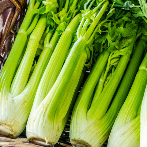 Tall Utah Celery - Non Gmo, Open Pollinated Seed