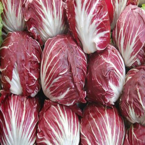 Verona Red Radicchio-Heirloom, Non Gmo Seeds