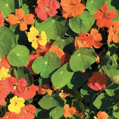 Whirlybird Nasturtium - Open Pollinated Seeds