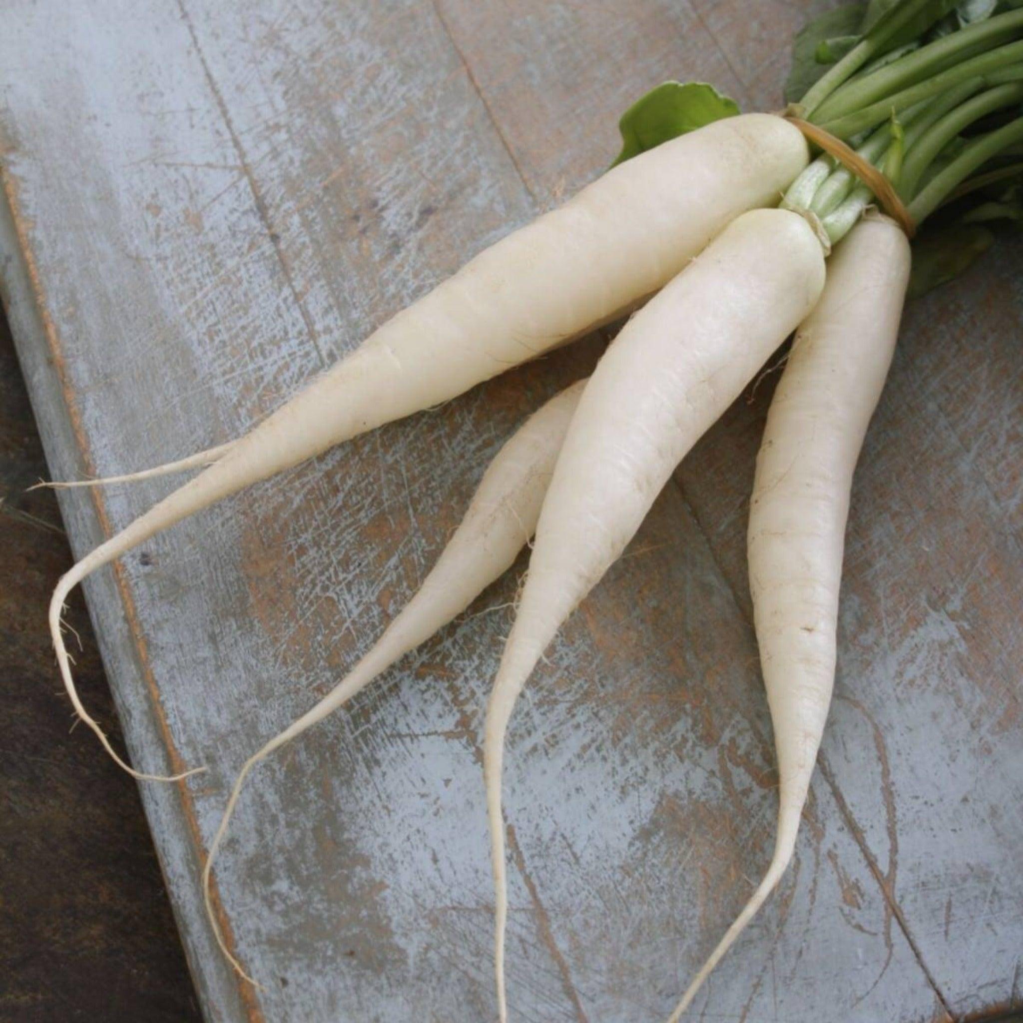 White Icicle Radish- Heirloom, Non Gmo Seeds
