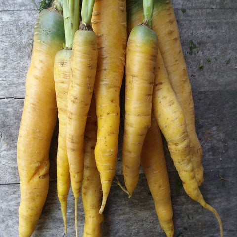 Yellowstone Carrot- Open Pollinated, Organic Seed