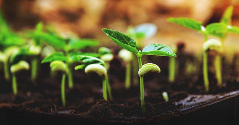 Heirloom Seeds - gardenalchemystore
