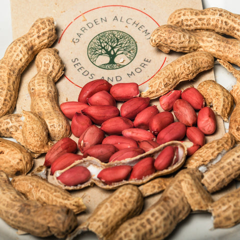 Ontario Certified Organic Peanut Seeds