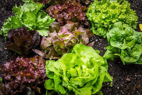Lettuce - gardenalchemystore